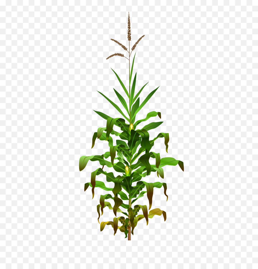 Corn Resp Maize Opengameartorg - Sorghum Png,Plant Transparent Background