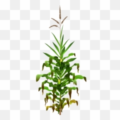 Corn Resp Maize Opengameartorg - Sorghum Png,Plant Transparent Background