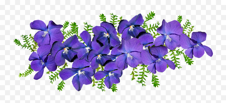 Violets Flowers Fern - Violets Flowers Transparent Png,Violets Png