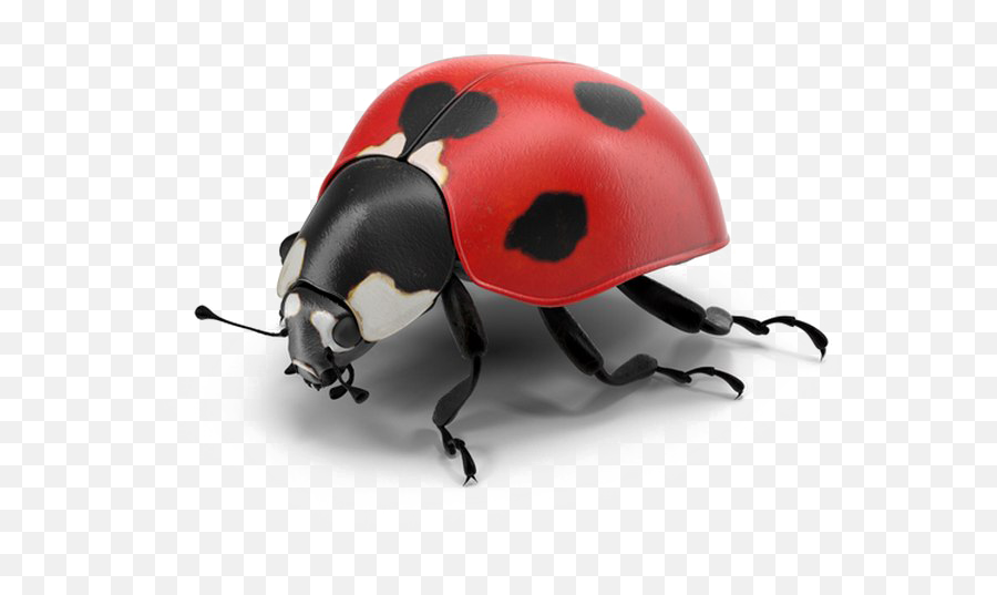 Download Hd Ladybug Png Pic - Real Ladybug Png,Ladybug Png