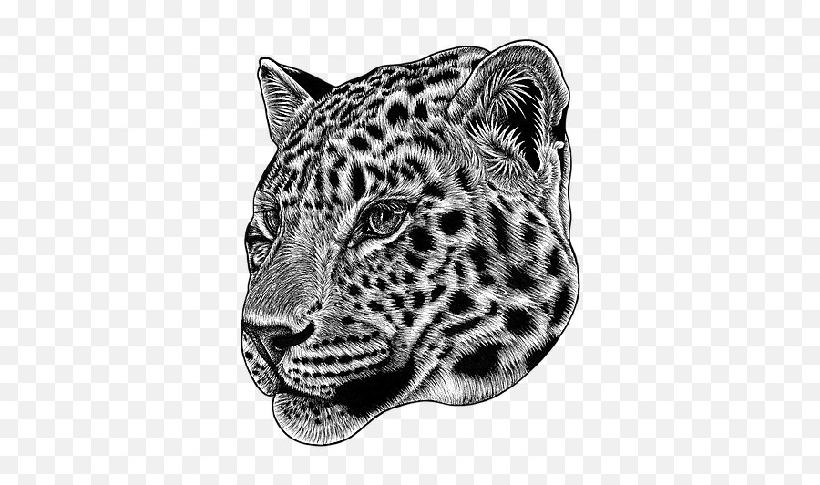 Ink Drawings - Amur Leopard Transparent Png,Snow Leopard Png