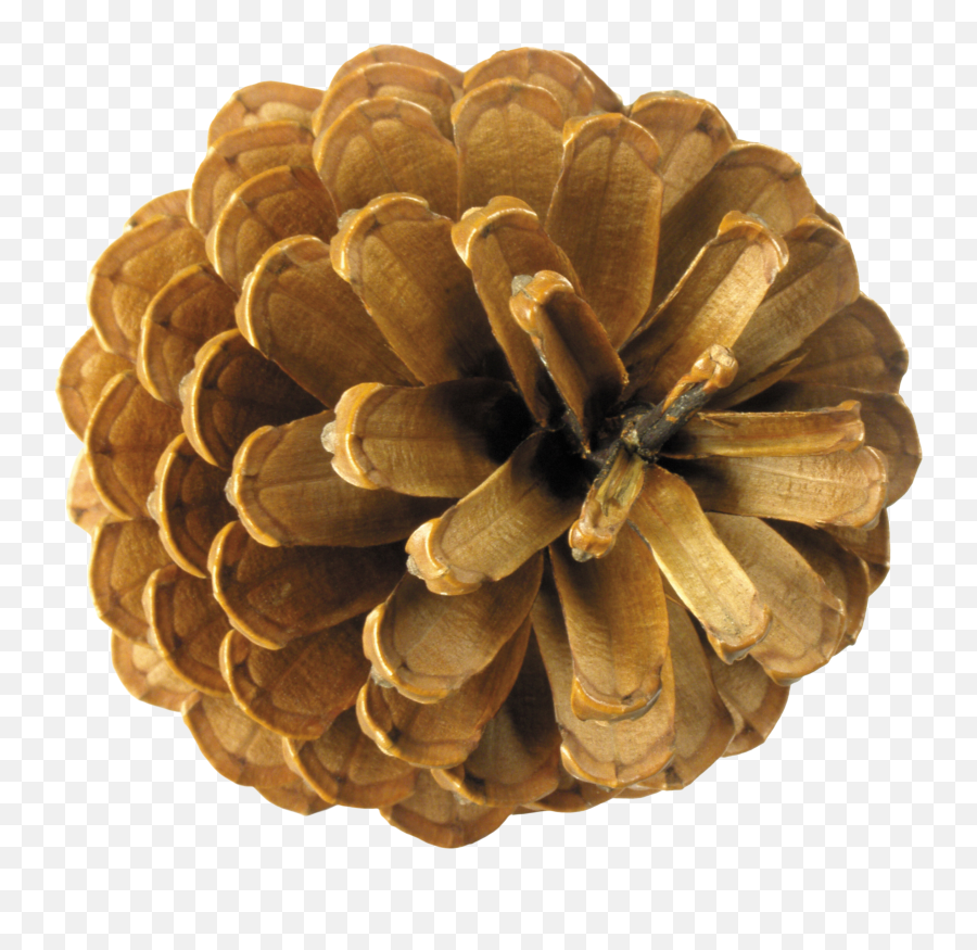 Pine Cone Png Image - Png,Pine Cone Png