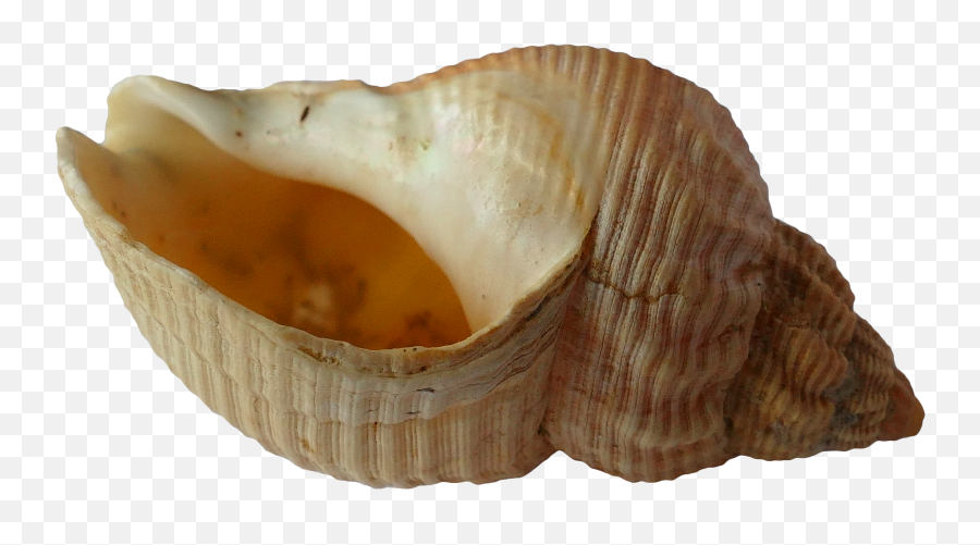 Seashell Png Image - Png Sea Shell Clam,Seashell Png