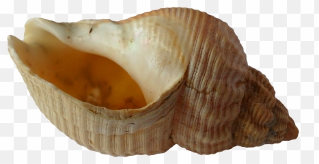 Seashell Png Image - Png Sea Shell Clam,Seashell Png