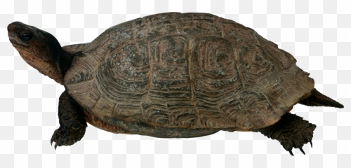 Turtle High Quality Png Web Icons - Food Chain Of A Sea