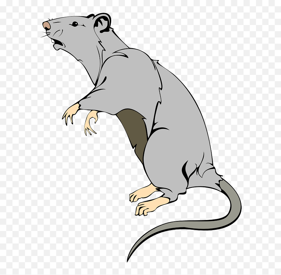 Rat Clipart Free Download Transparent Png Creazilla - Transparent Rat Cartoon,Rat Png