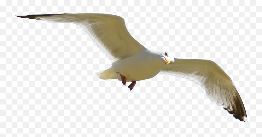 Flying Bird Png Download Free Clip - Seagull Flying Transparent Background,Fly Png