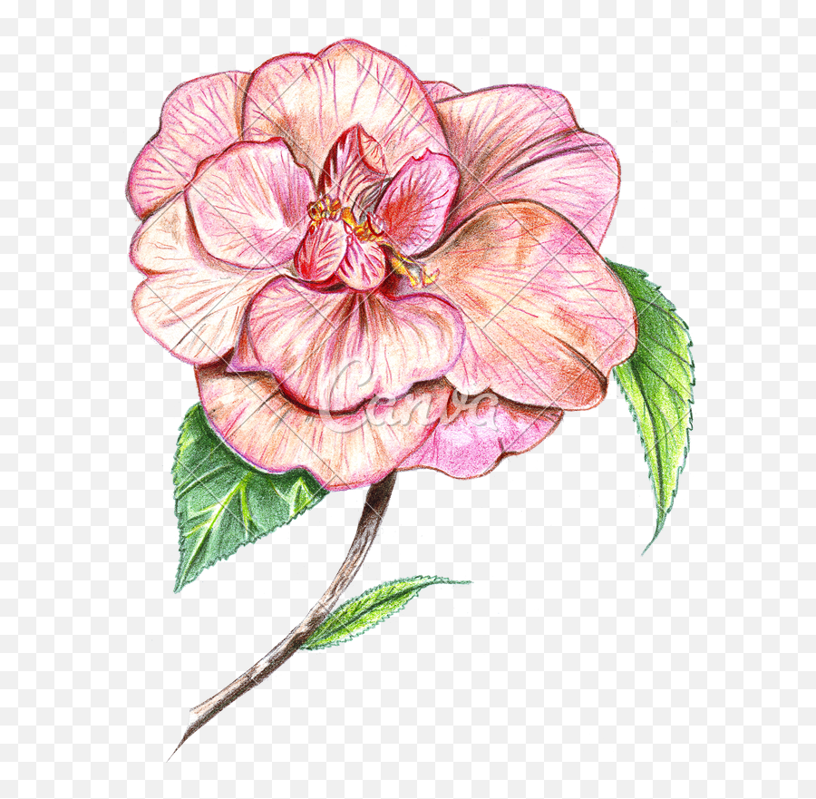 Japanese Flowers Png - Camellia Flower Drawing Drawing Hand Drawn Flower Colour,Flower Drawing Png