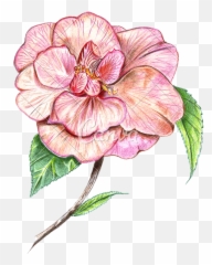 Japanese Flowers Png - Camellia Flower Drawing Hand Drawn Colour