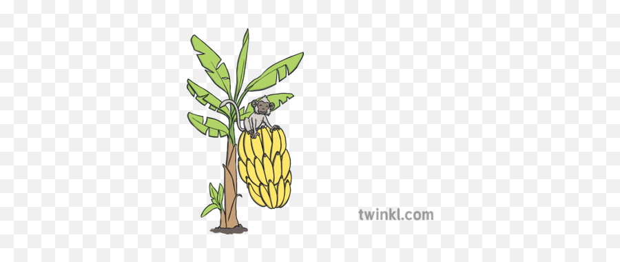 Banana Tree With Monkey Big Bananas Ks1 Illustration - Twinkl Illustration Png,Banana Tree Png