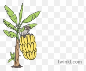 Banana Tree With Monkey Big Bananas Ks1 Illustration - Twinkl Illustration Png,Banana Tree Png