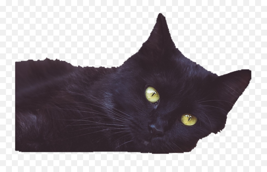 Cloudinary Ai Background Removal Add - On Cloudinary Black Cat Png,Black Cat Transparent Background