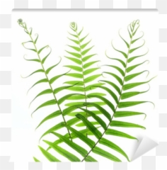 Fern Leaf Wall Mural U2022 Pixers - We live to change Horizontal png