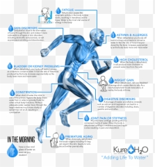 Pin - Human Muscle Running png