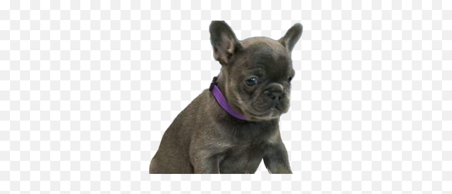 French Bulldog Puppy Png Free Image - Bulldog Puppy Png,French Bulldog Png