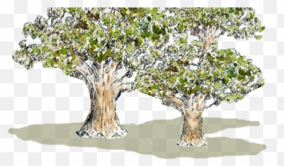 Logo - Watercolor Painting Png,Live Oak Png