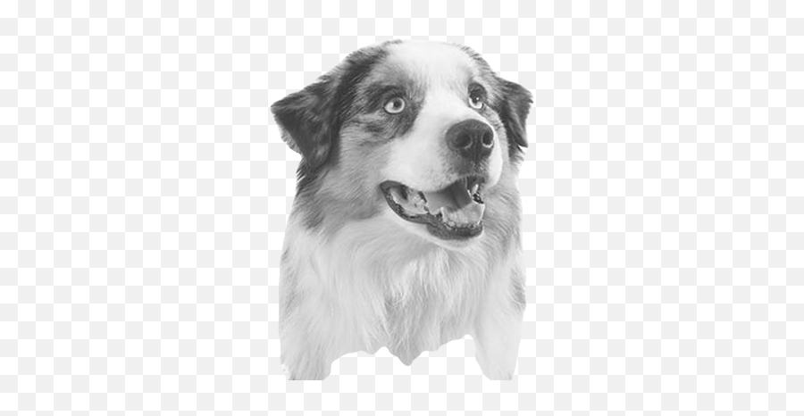 Miniature American Shepherds - Northern Breed Group Png,Australian Shepherd Icon