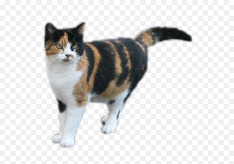 Download Kittens Clipart Calico - Calico Cat Transparent Calico Cat Png,Cat With Transparent Background