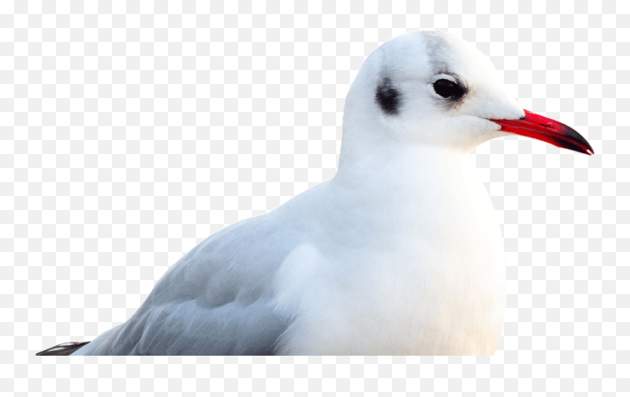 Seagull Transparent Png Image - Portable Network Graphics,Seagull Png