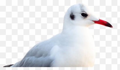 Seagull Transparent Png Image - Portable Network Graphics,Seagull Png