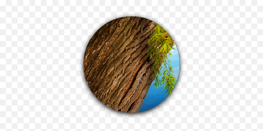 Willow Tree Bark Png Image - Willow Tree Bark,Tree Bark Png