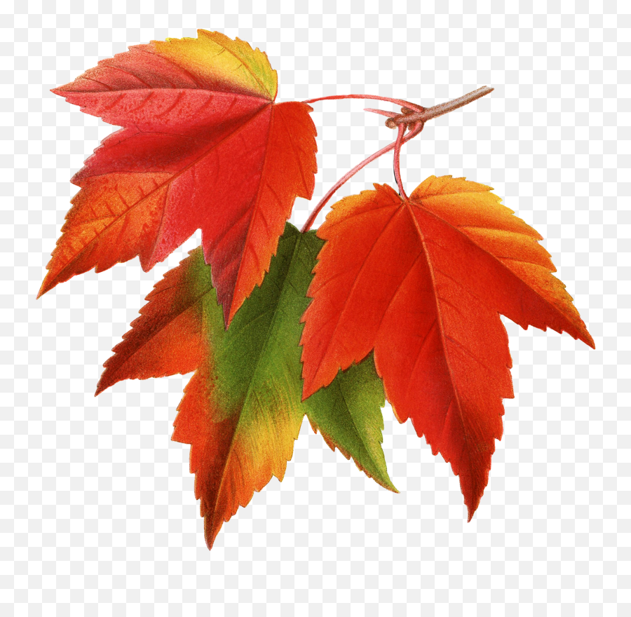 Canada Japanese Maple Red - Cross Stitch Autumn Leaves Png,Japanese Maple Png
