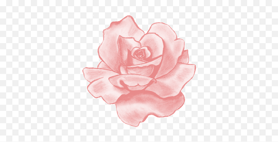 Pink Rose Transparent Bubblegum Drawn - Rose Drawings In Pencil Png,Rose Transparent