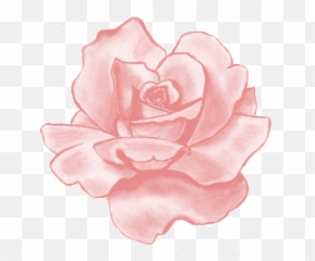 Pink Rose Transparent Bubblegum Drawn - Drawings In Pencil png