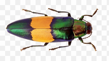 Beetle Bug Free Png Play - Bug Png,Beetle Png