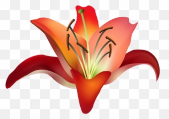 Lilium Png - Portable Network Graphics,Lily Transparent Background