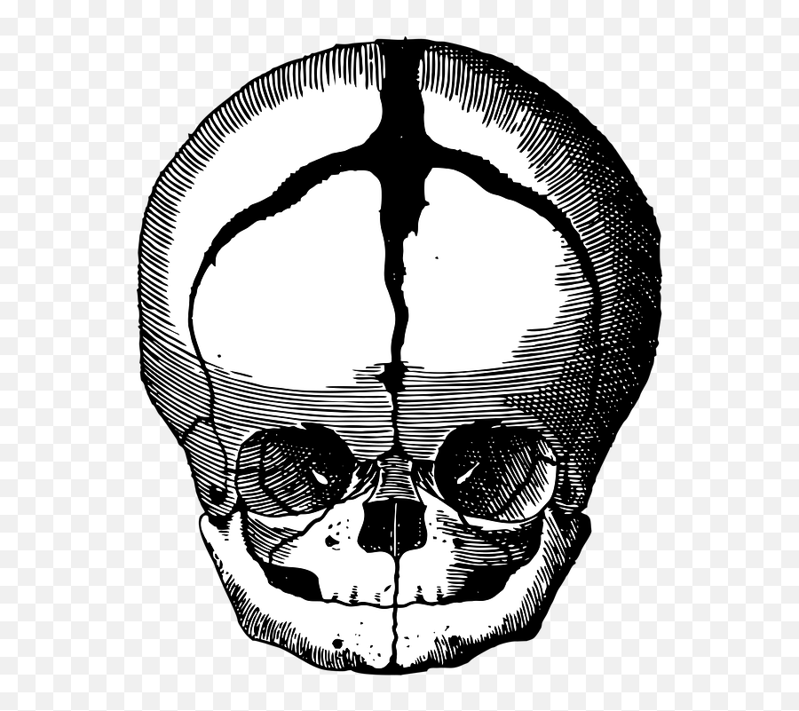 Fetus Skull - Free Vector Graphic On Pixabay Fetus Png,Fetus Png
