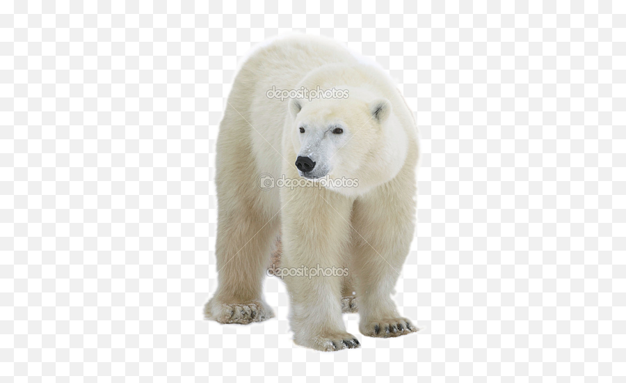 Transparent Background Problem In - Polar Bear Clear Background Png,Bear Transparent