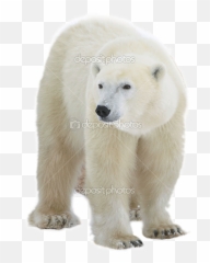 Transparent Background Problem In - Polar Bear Clear png