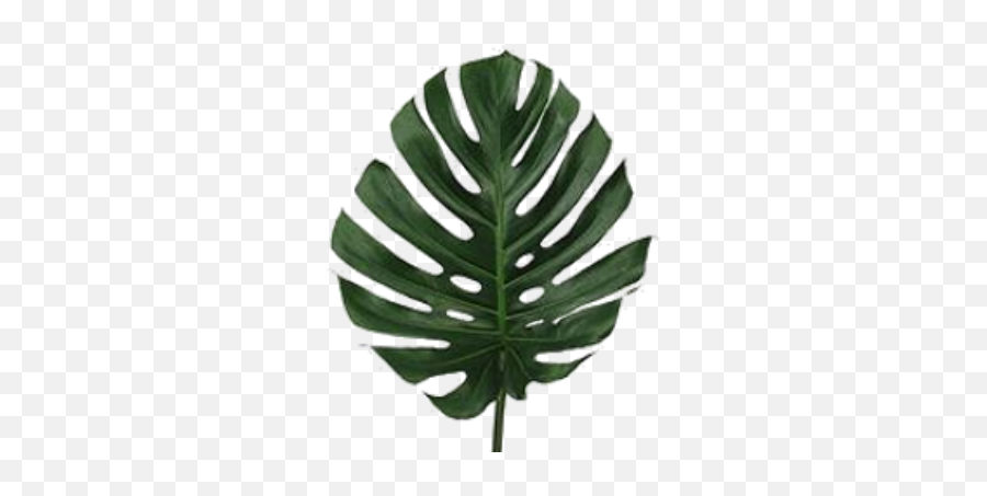 Monstera - Feuille De Monstera Png,Monstera Leaf Png