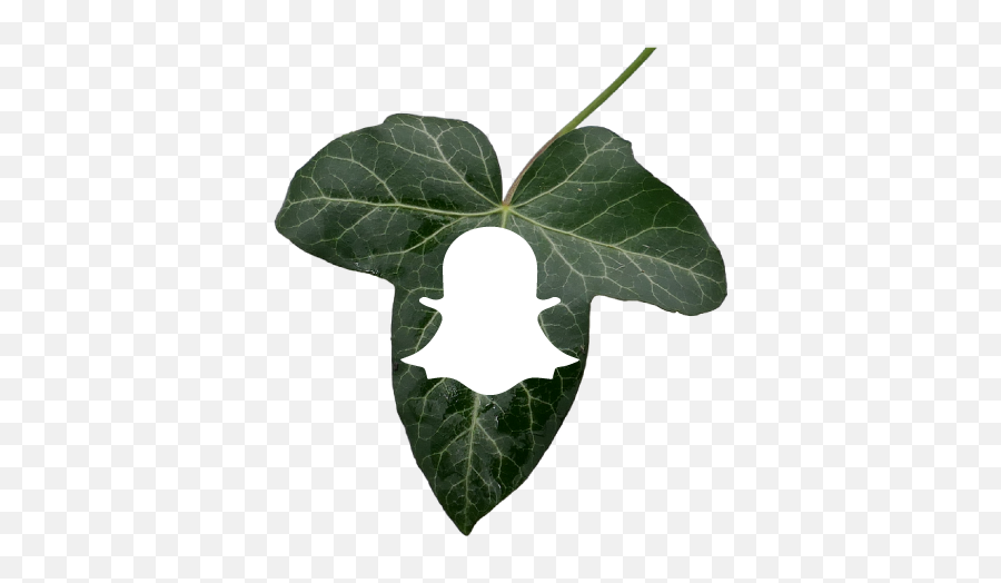 Index Of Imgperfilanierouse - Hedera Leaf Texture Png,Snap Chat Png