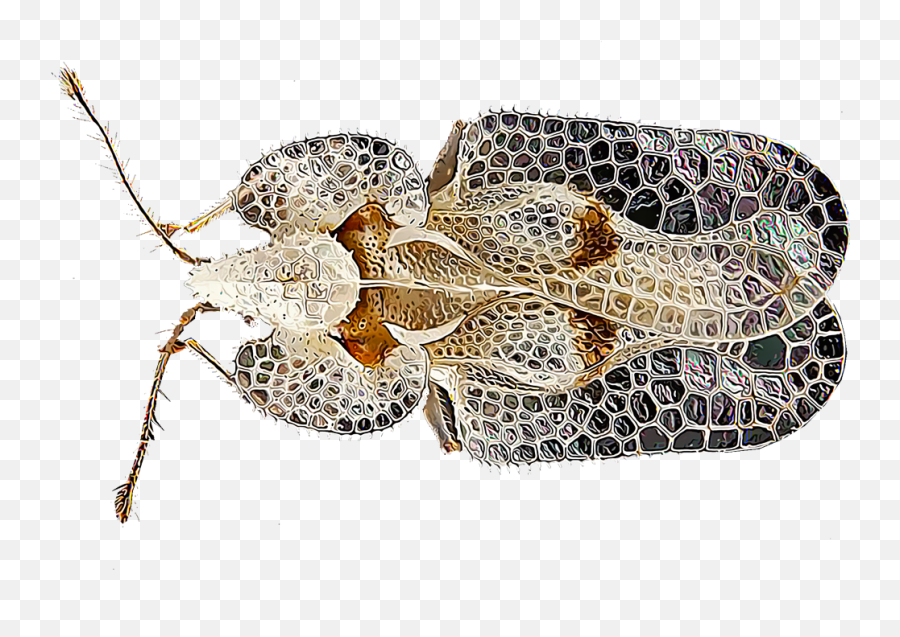 Identify And Control Lace Bugs - Chinche De Ala De Encaje Png,Transparent Bug