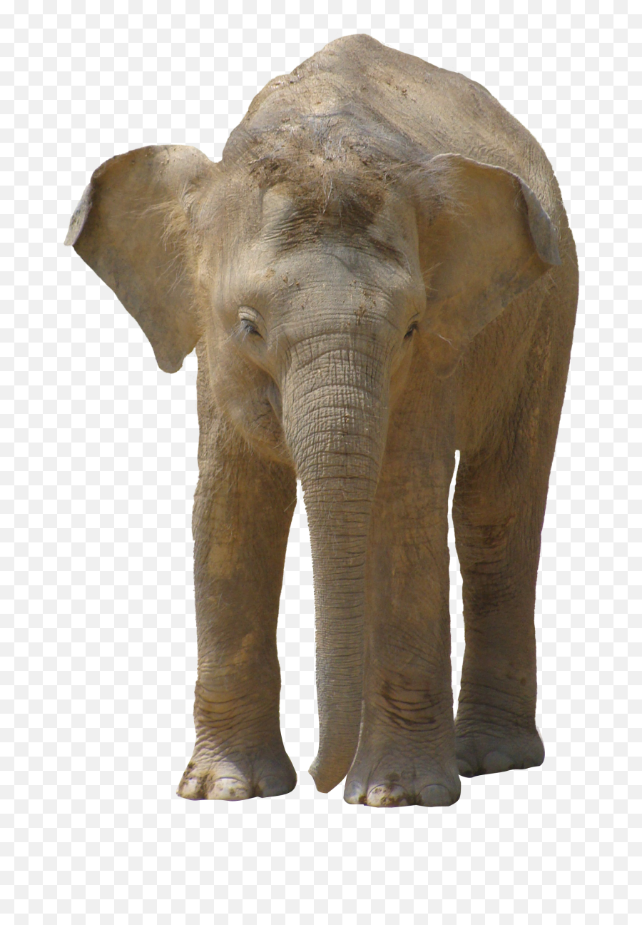 Elephant Png Image - Purepng Free Transparent Cc0 Png Asian Elephant Calf Png,Elephant Transparent