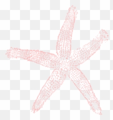 Coral Starfish Png U0026 Free Starfishpng Transparent - Fish Clip Art,Starfish Png
