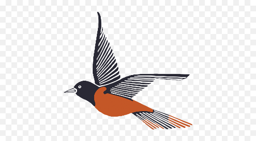 Maryland Orioles - Old World Flycatchers Png,Orioles Logo Png