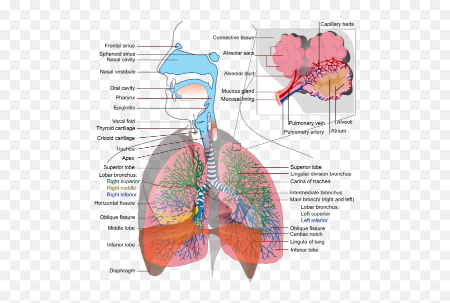 Respiratory System Complete En Png Svg Clip Art For Web - Respiratory System,Respiratory Icon