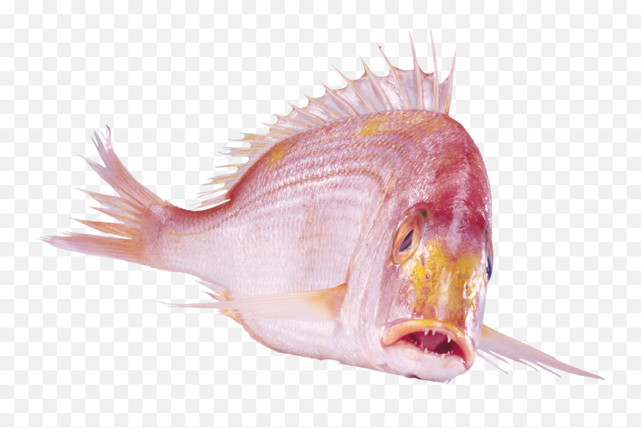 Fish Png Photo Transparent Free Download - Cardinal Peixe,Transparent Fish