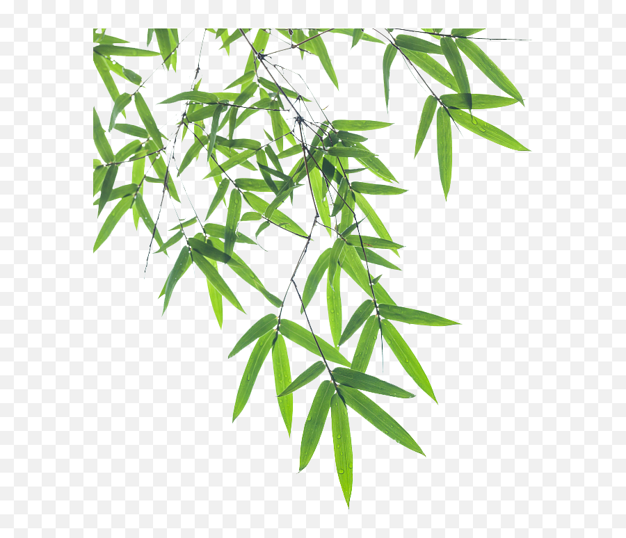 Download Euclidean Bamboo Vector Leaf - Transparent Bamboo Leaves Png,Bamboo Leaves Png