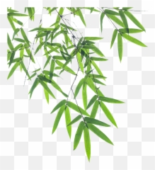 Download Euclidean Bamboo Vector Leaf - Transparent Bamboo Leaves Png,Bamboo Leaves Png