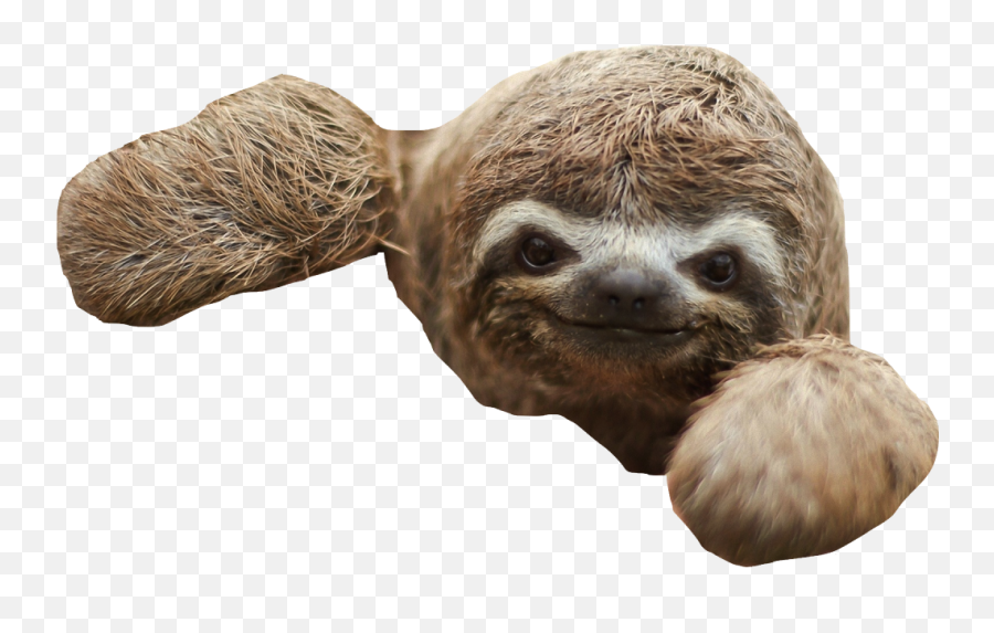 Three - Sloth Transparent Background Png,Sloth Png