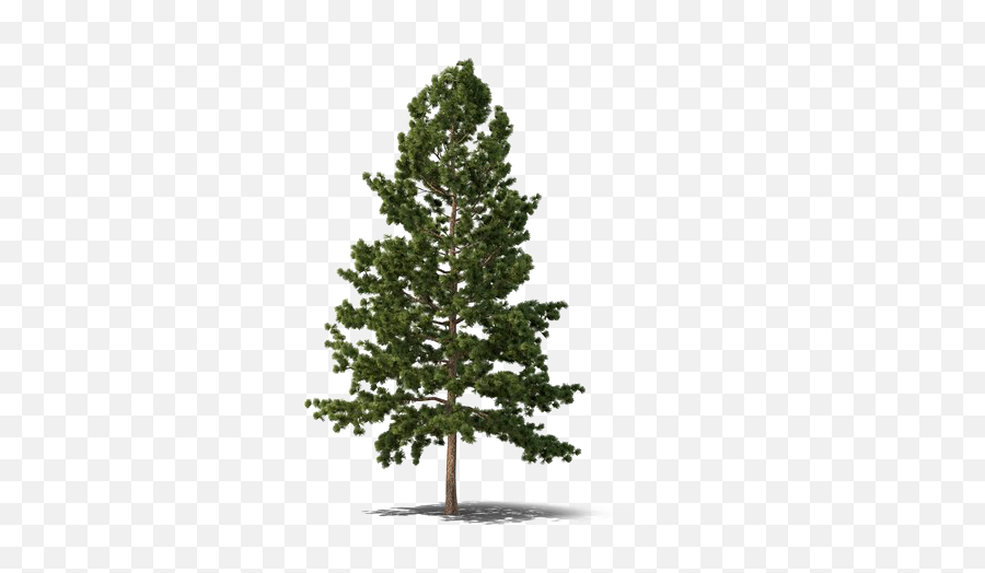 Christmas Fir - Tree Download Free Png Png Play Evergreen Tree Png,Pine Tree Transparent Background