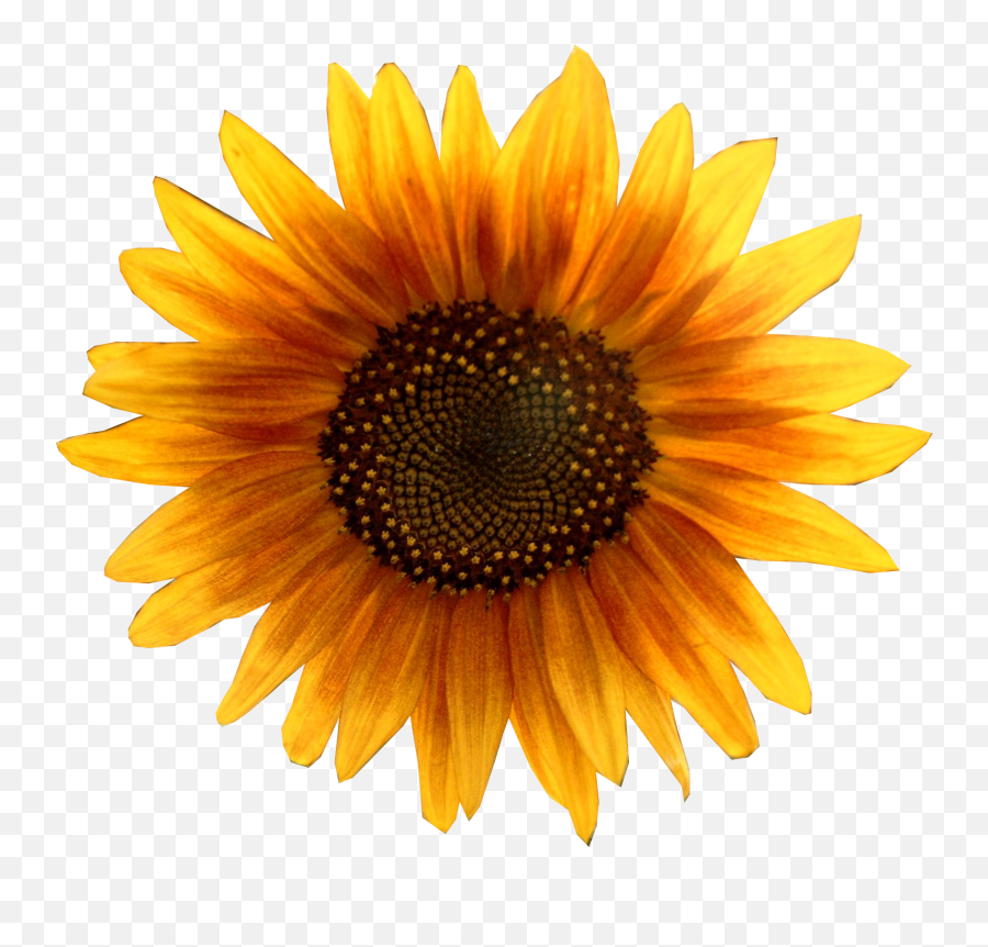 Sunflower Png Image For Free Download - Sunflower Head Png,Transparent Sunflower