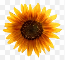 Sunflower Png Image For Free Download - Head
