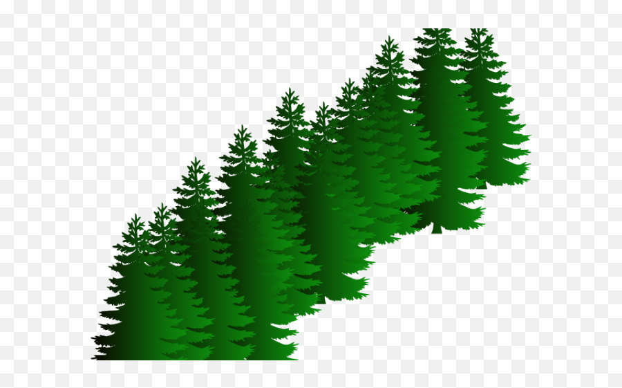Download Fir Clipart Evergreen Tree - Free Vector Tree Silhouette Png,Evergreen Png