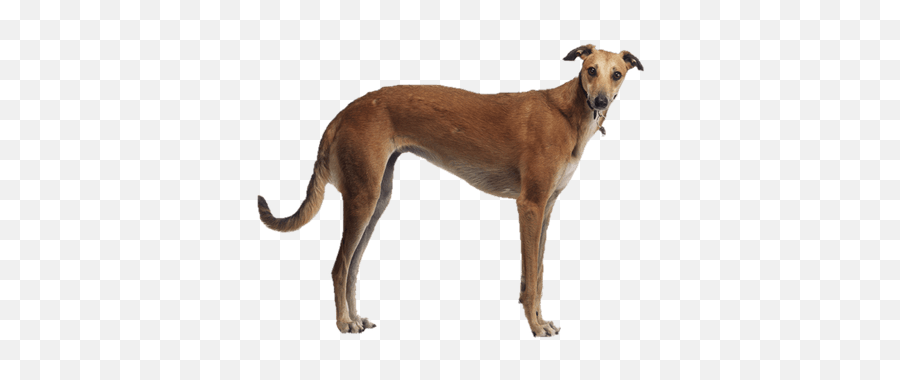 Search Results For Chris Brown Png Hereu0027s A Great List Of - Greyhound Png,Chris Brown Png