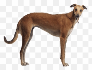 Search Results For Chris Brown Png Hereu0027s A Great List Of - Greyhound Png,Chris Brown Png
